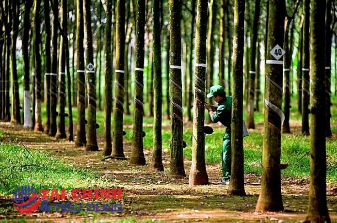 Cổ phiếu PHR dậy sóng trước cú hích tăng trưởng lợi nhuận nhờ tiền đền bù đất