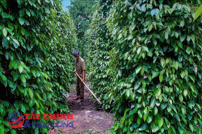 Nông dân giữ hàng, thị trường hồ tiêu chờ đợt tăng giá mới