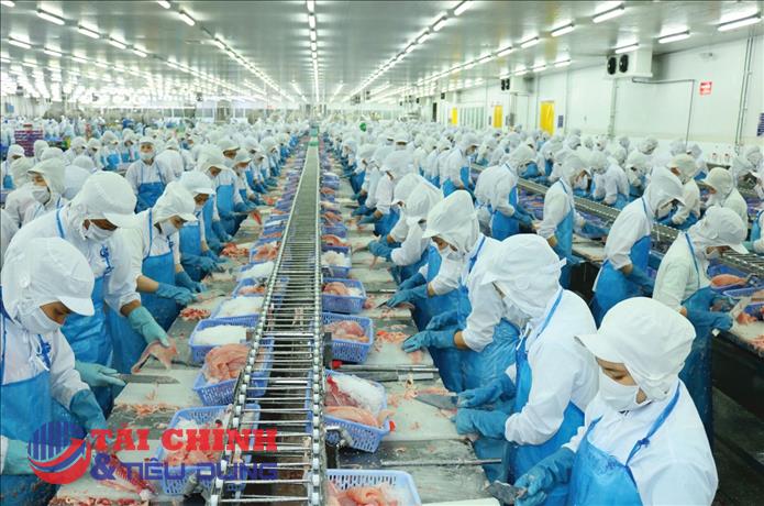Ngành cá tra trước 'cơn gió ngược' từ giá dầu và thương mại toàn cầu