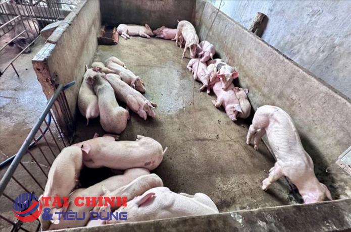 Đồng Nai: Khởi tố nhóm đối tượng thu gom heo bệnh, heo chết chế biến heo quay bán ra thị trường