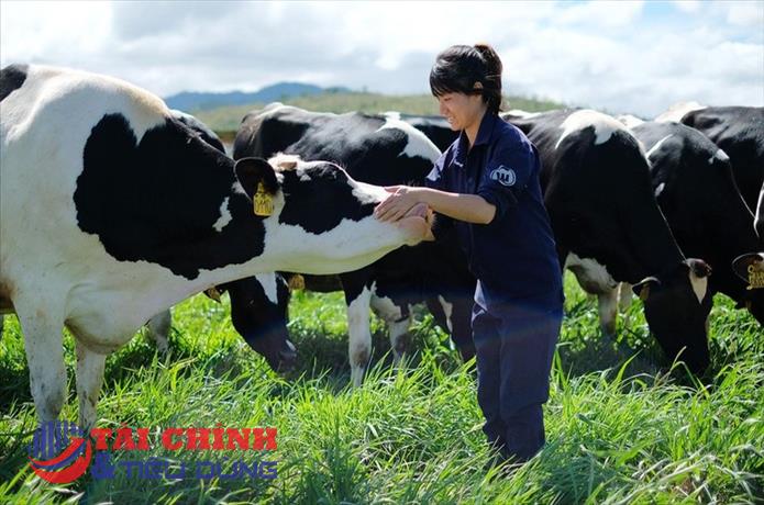 Vilico (VLC) chuyển dự án bò thịt Tam Đảo hơn 1.170 tỷ đồng sang công ty con vốn 2.900 tỷ