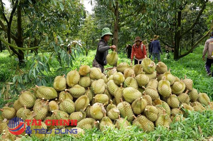 Lâm Đồng siết quản lý sầu riêng xuất khẩu, ngăn chặn gian lận mã số vùng trồng