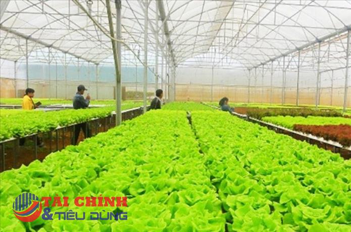 Lâm Đồng: Đẩy mạnh chuyển đổi số, hướng tới trung tâm nông nghiệp xanh của Đông Nam Á