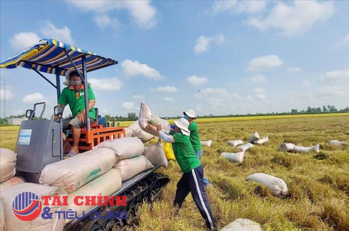 Gạo Việt gặp khó tại Mỹ, thuế có thể tăng từ 12,5% lên 65%