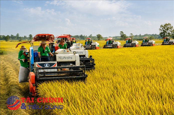 Đón sóng giá gạo, nâng tầm hạt gạo Việt
