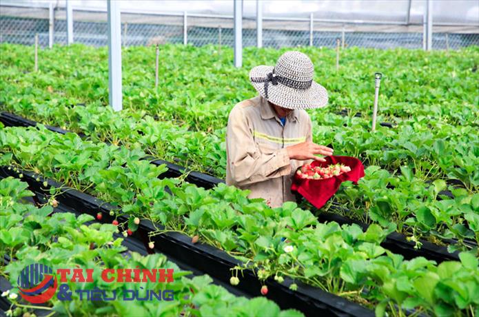 Lâm Đồng nâng chuẩn OCOP, tạo động lực phát triển sản phẩm đặc trưng địa phương