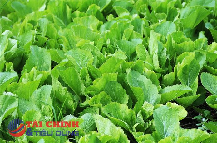 Lâm Đồng xây "lá chắn" chất lượng nông sản để vượt rào cản xuất khẩu