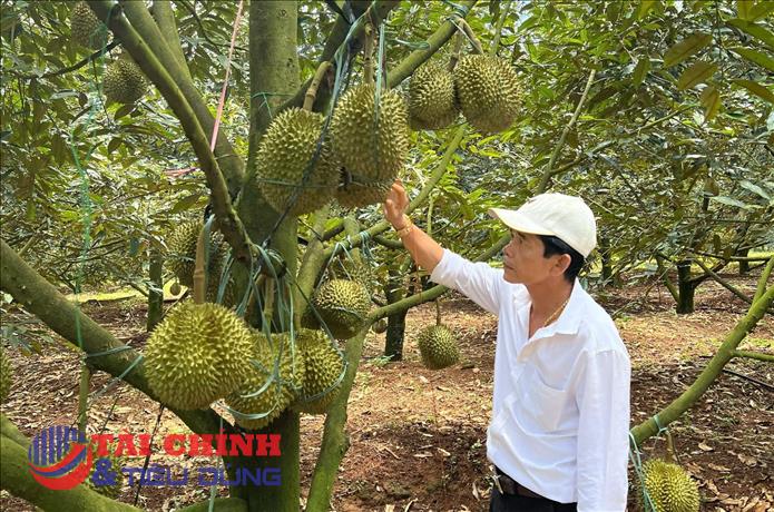Lâm Đồng mở rộng nông nghiệp hữu cơ, xây dựng chuỗi giá trị nông sản xanh