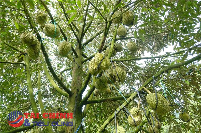 Thanh tra Chính phủ thanh tra công tác cấp mã số vùng trồng tại Lâm Đồng