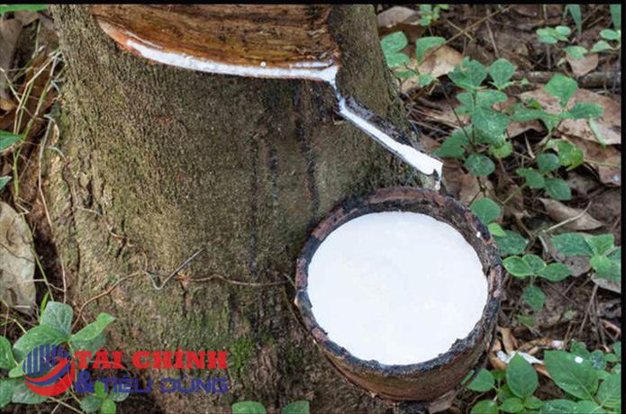 Giá cao su hôm nay 31/7: Cao su thế giới diễn biến trái chiều