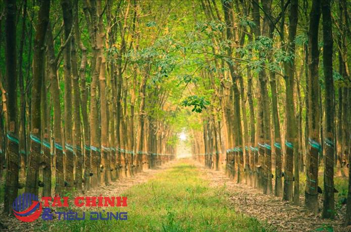 Giá cao su hôm nay 1/8: Giá cao su Nhật Bản, Trung Quốc tăng nhờ đồng yên suy yếu