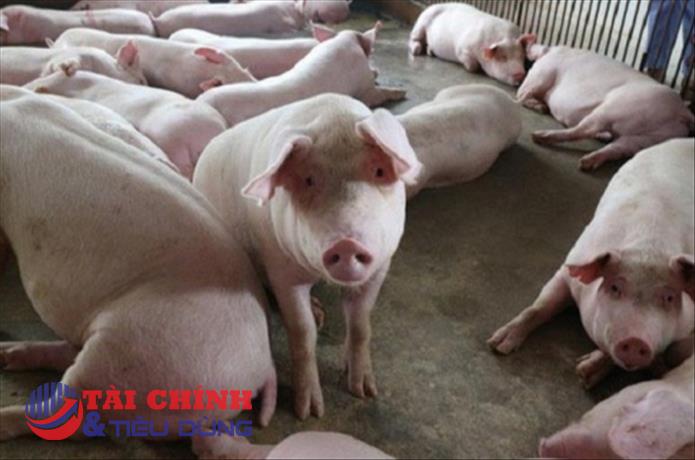 Giá heo hơi hôm nay 5/8: Đà giảm chưa dứt