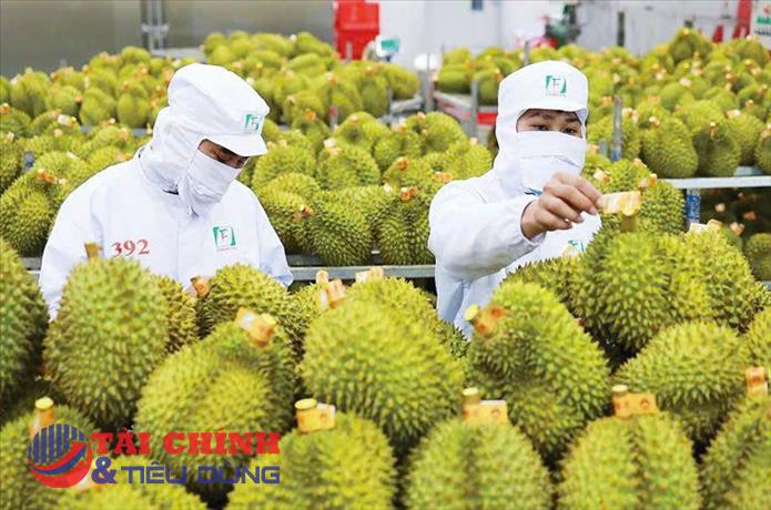 Giá sầu riêng hôm nay 6/8: Giá sầu Thái giữ mức cao, thị trường ổn định