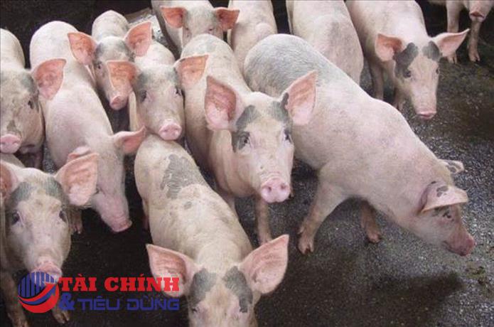 Giá heo hơi hôm nay 8/8: Giá giảm tại nhiều địa phương trên cả nước