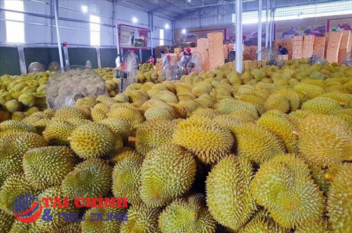 Giá sầu riêng hôm nay 8/8: Sầu Thái hàng đẹp giữ giá cao