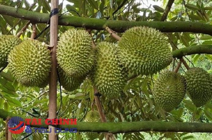 Giá sầu riêng hôm nay 9/8: Sầu Thái loại A tại Đắk Lắk, Gia Lai giảm mạnh