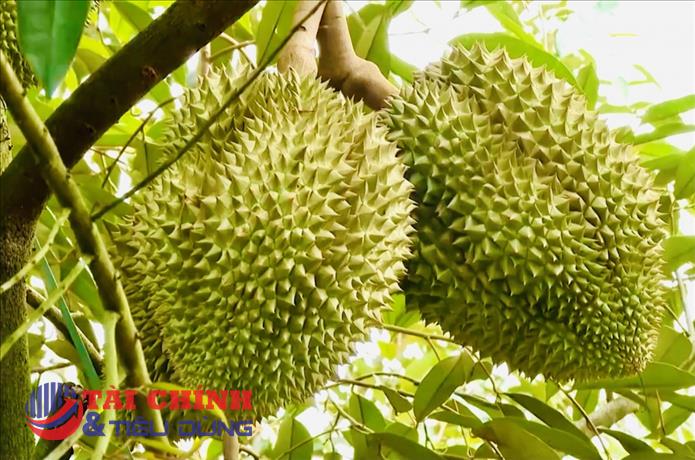 Giá sầu riêng hôm nay 12/8: Hàng đẹp tại Đắk Lắk lên 85.000 đồng/kg