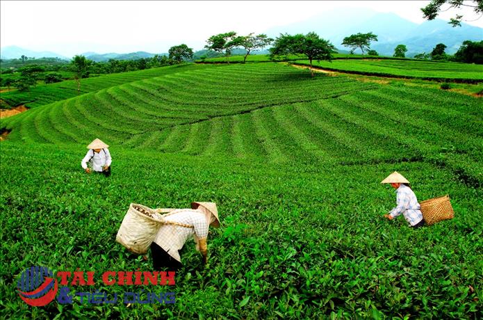 Hà Nội: Nâng giá trị nông sản từ những vùng sản xuất tập trung