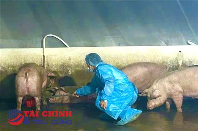 Chuyển hồ sơ vụ các hộ nuôi heo sử dụng chất cấm tại Đồng Nai sang công an