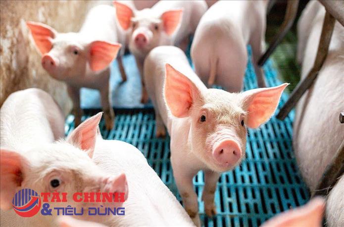 Giá heo hơi hôm nay 13/8: Tiếp tục giảm, nhiều nơi xuống 57.000 đồng/kg