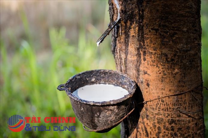 Giá cao su hôm nay 15/8: Các sàn châu Á phân hóa, sắc đỏ bao trùm thị trường