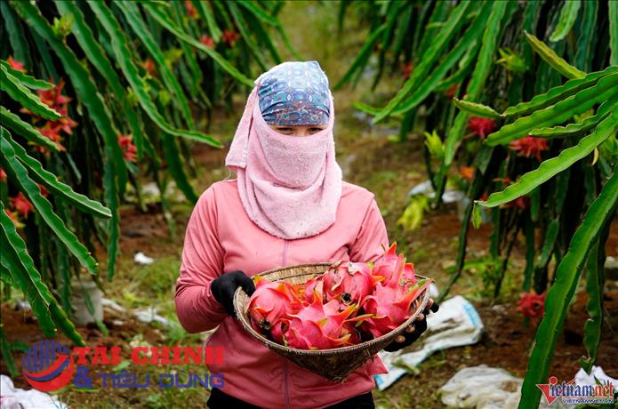 Siết chặt mã số vùng trồng: Bước đi cần thiết để giữ vững uy tín nông sản Việt