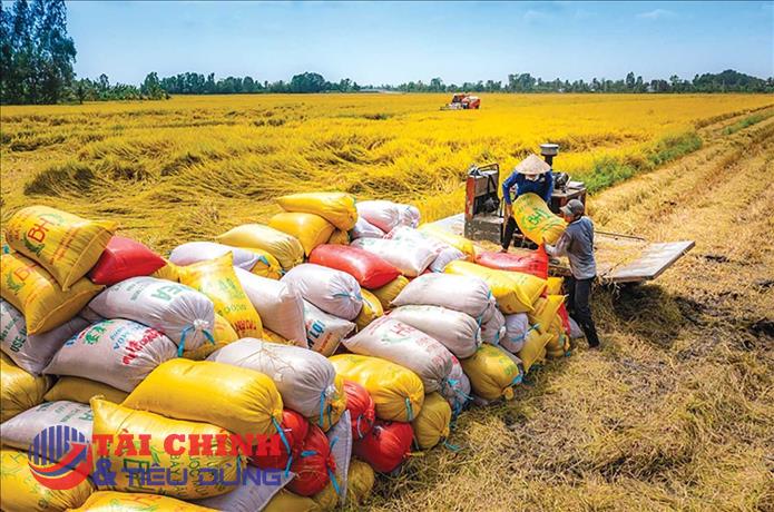Gạo Việt tiếp tục tăng tuần thứ ba liên tiếp