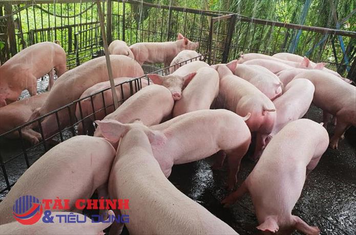 Giá heo hơi hôm nay 17/8: Giảm 2.000 - 3.000 đồng/kg, áp sát mốc 55.000 đồng/kg