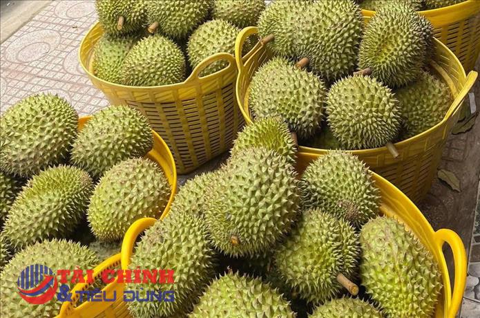 Không mở rộng diện tích sầu riêng, tập trung nâng cao năng suất, chất lượng