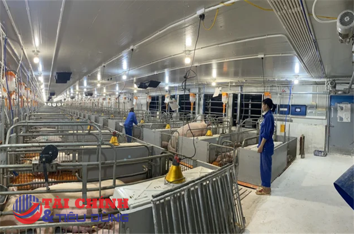 Giá heo đi xuống, loạt doanh nghiệp chăn nuôi lớn mất khoảng 40% lợi nhuận quý II
