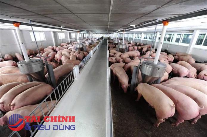 Giá heo hơi hôm nay 23/8: Đà tăng lan rộng, nhiều nơi chạm 58.000 đồng/kg