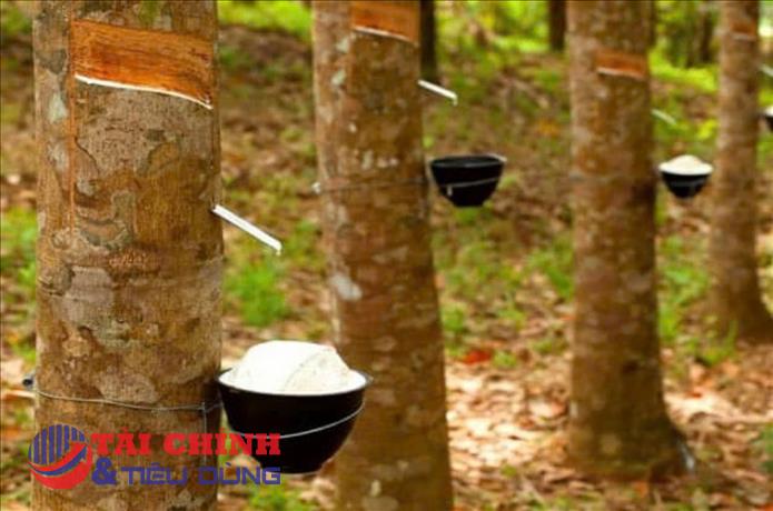 Giá cao su hôm nay 14/9: Thế giới diễn biến trái chiều, trong nước ổn định