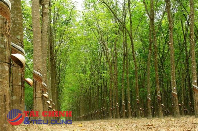 Giá cao su được dự báo tiếp tục neo cao, nguồn cung có thể thiếu hụt trong năm 2027