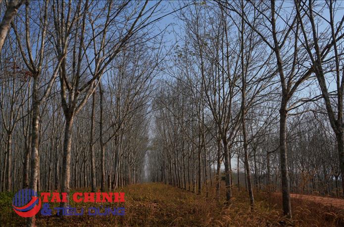 Thị trường cao su tự nhiên cuối năm trước phép thử từ El Niño