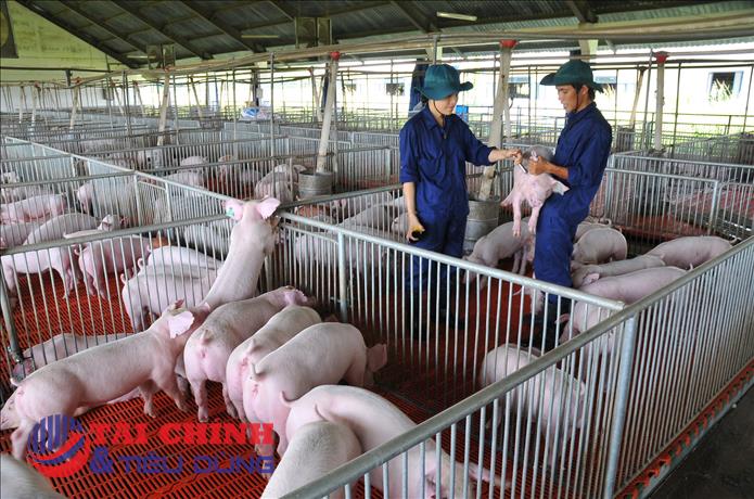 Giá heo hơi hôm nay 27/9: Mất mốc 60.000 đồng/kg, thị trường đồng loạt hạ nhiệt