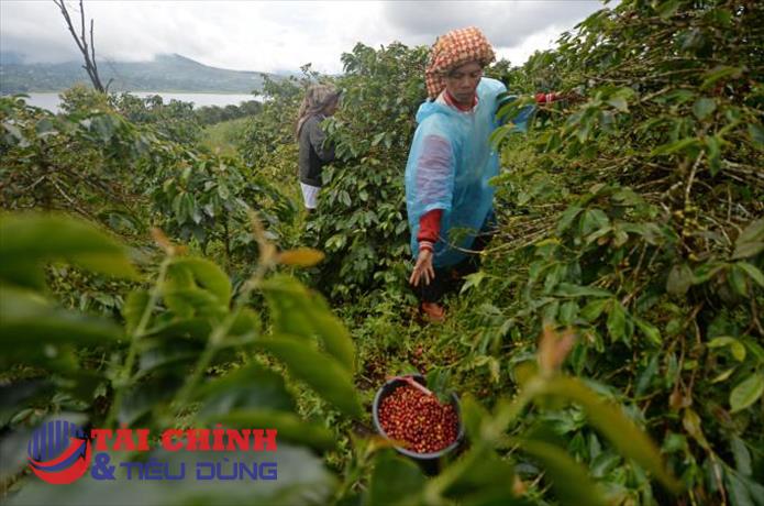 Cà phê Indonesia chịu sức ép kép từ thời tiết cực đoan