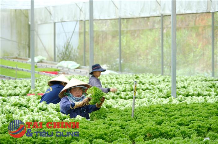 Lâm Đồng tăng tốc kích cầu, mở rộng đầu ra cho nông sản và OCOP