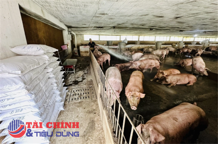 Cám tăng, heo giảm: Người nuôi mắc kẹt giữa hai đầu