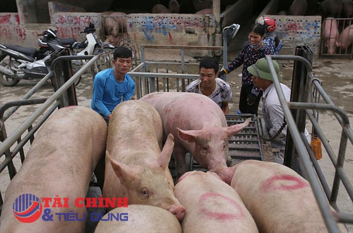 Giá heo hơi hôm nay 8/10: Giảm trên cả ba miền, thấp nhất 53.000 đồng/kg