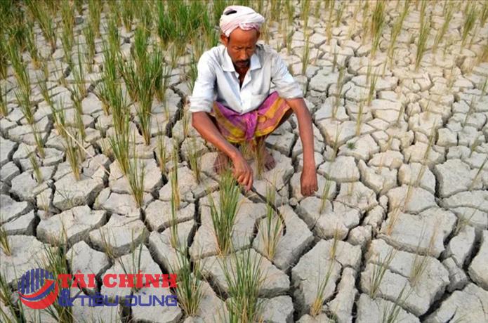 Hạn hán tại Ấn Độ làm dấy lên lo ngại nguồn cung gạo non-basmati